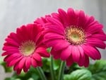 PINK GERBERAS