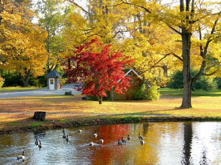 Autumn Villa - house, villa, trees, swans, nature, autumn, landscape, lake