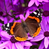 Butterfly on Purple Flowers