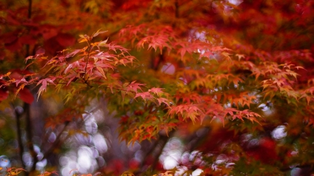 Autumn Tree - Autumn, Leaves, Tree, Nature