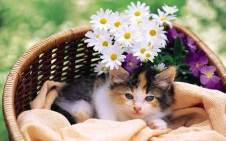 Cute Pussy Cat - pussy, cat, animal, flowers, basket, kitten