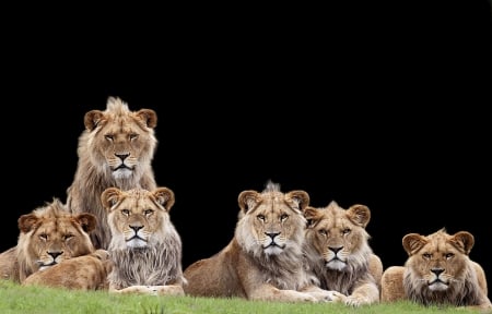 Lions - lion, leu, animal, black, big cat