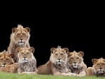 Lions