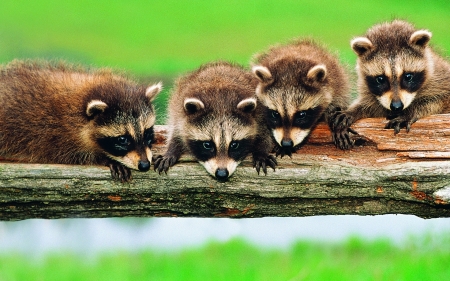 Raccoons - cub, animal, cute, baby, raton, raccoon, green