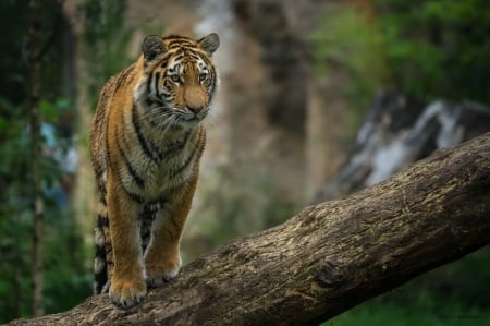 Tiger - tree, animal, tiger, branch