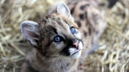 Cougar - animal, paw, cougar, grass