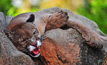 Cougar - animal, paw, sleep, cougar