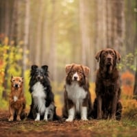 Dogs in Autumn Forest