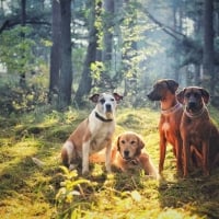 Dogs in forest