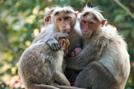 Family of Macaques - Family, Monkey, of, Macaques