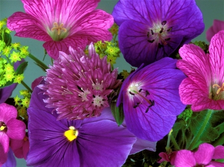 Flowers - plants, nature, leaf, Flowers