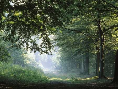 Forest - fog, nature, tree, forest