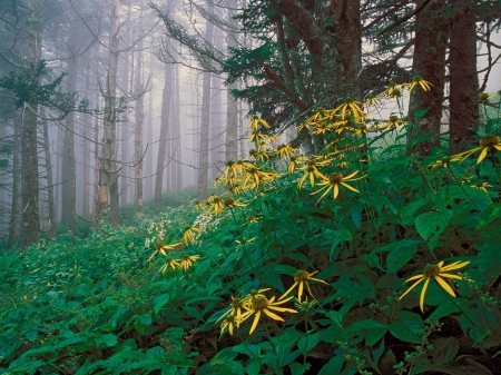 Forest - Forest, plants, nature, tree