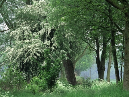 Forest - nature, tree, forest, plants