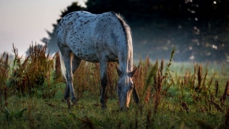 Horse - animal, nature, horse, grass