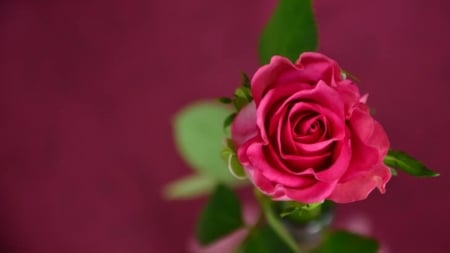 For you - love, for, you, rose