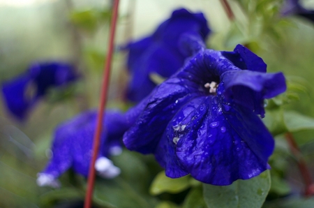 Flowers - flowers, blue, beautiful, garden