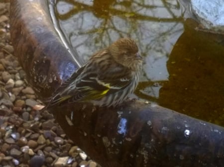 Pine Siskin Finch - nature, outdoors, birds, photography