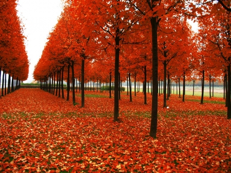 Red Autumn - Trees, Autumn, Park, Nature