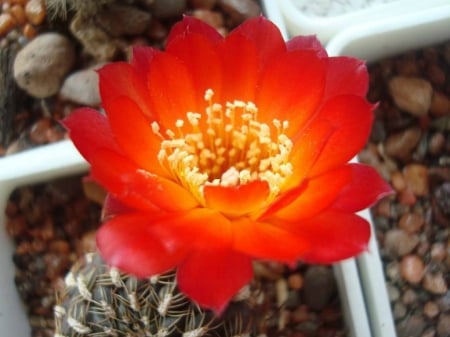 CACTUS FLOWER - image, red, flower, cactus