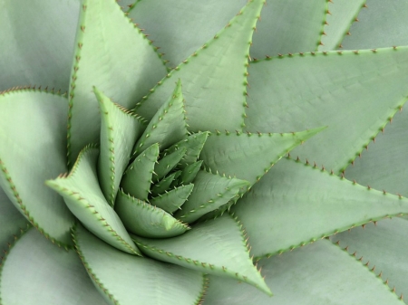 CACTUS PLANT - image, cactus, pretty, plant