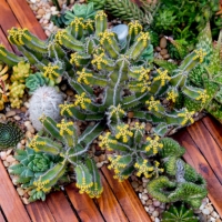 EUPHORBIA CACTI