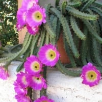 LADY FINGERS CACTUS