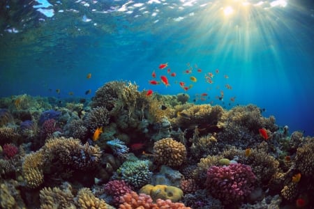 Underwater Corals and Sealife