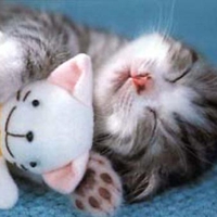 Adorable kitty