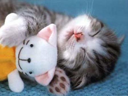 Adorable kitty - sleep, cat, kitty