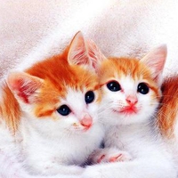 Cute Cats