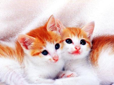 Cute Cats - cute, cats