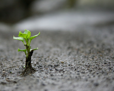 Closeup - landscape, birth, leaf, nature, closeup, grey, green, tree, earth