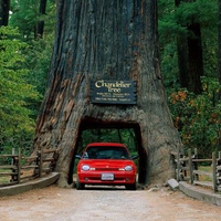 Chandelier Tree Leggett California