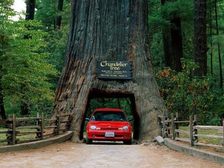 Chandelier Tree Leggett California - cool, chandelier tree leggett california