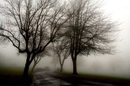 Silhouettes in the fog - trees, nature