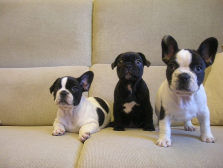 Bulldog puppies - dogs, animals