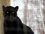 Black Jaguar