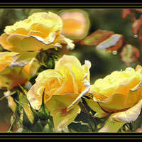 Yellow roses