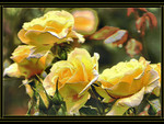 Yellow roses