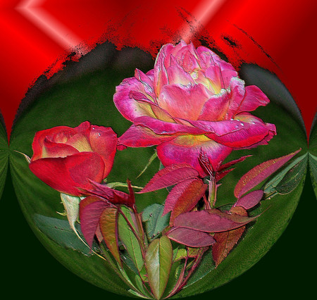 Roses - roses, 3d