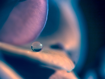 Beauty Catch - nature, blue, beauty, catch, flower