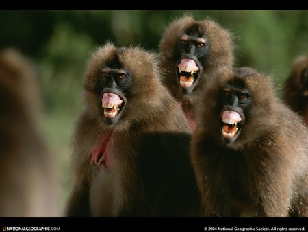 monkey smiles or anger - monkey, smiles