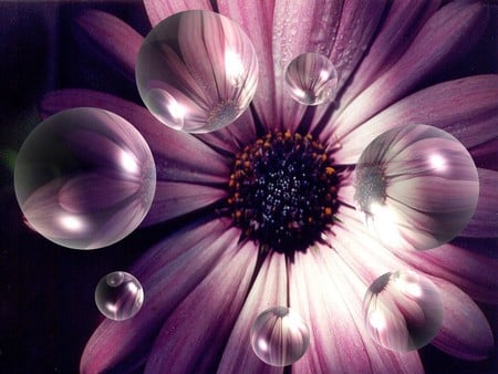 PURPLE FLOWER - purple, daisy, bubble