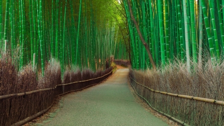 Bamboo forest - nature, tree, forest, bamboo