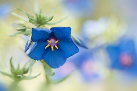 Blue-Flower - plants, Flower, Nature, Blue