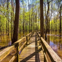 Boardwalk in forest