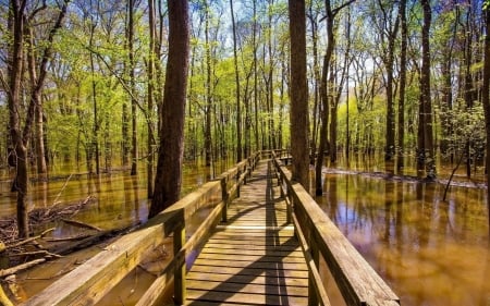 Boardwalk in forest - boardwalk, tree, forest, swamp