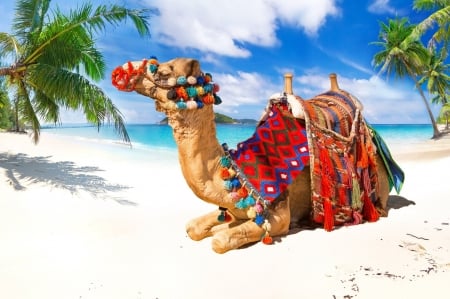 Camel - chew, Camel, animal, beach