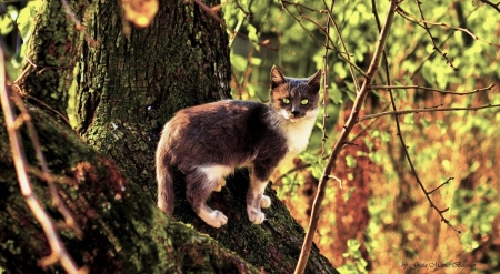 Cat - animal, Cat, tree, kitty